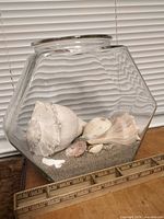 Front view of faceted glass jar showing sand layer and several shells with ruler for scale