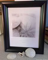 Framed Alan Blaustein Atlantis 2 print with sand dollars and shell displayed in front