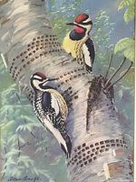 Close-up lower part of print showing one woodpecker and artist signature