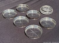 Group view of five coasters and one open salt cellar