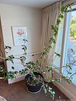 Full view of hibiscus plant showing height and foliage