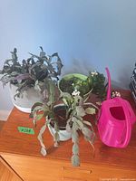 All three potted succulents with pink watering can on wooden surface