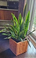 Full view of snake plant in square Egyptian-motif clay planter