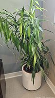 Full view of tall leafy plant in cream ceramic pot