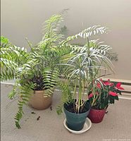 Overall view of three potted plants