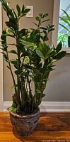 Full view of ZZ plant in decorative planter
