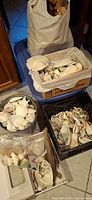 Multiple boxes and bags filled with assorted seashells, sea glass, coral, sand dollars and driftwood