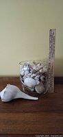 vase filled with seashells next to ruler and separate conch shell