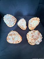Group shot of all five carved cameo shells