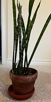 Entire snake plant in terracotta pot and saucer