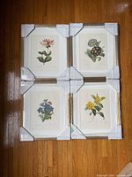 All four framed botanical prints, protective corners on