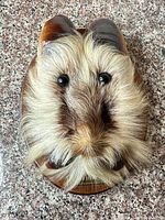 Front view of fur novelty head on wood plaque