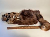 Overall view of mink stole and fox wrap with ruler for scale