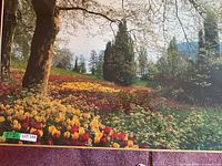 Full view of framed tulip photograph