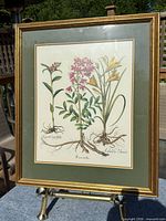 Front view of framed Fraxinella botanical print showing illustration and frame