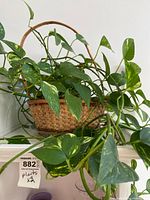 Golden pothos in wicker basket planter