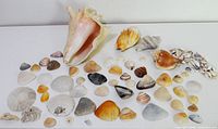 Wide view of entire collection of seashells on surface
