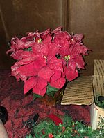 Poinsettia arrangement, glimpse of candle ring and lights