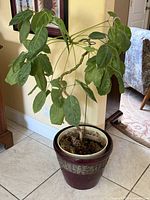 Full view of tall house plant in burgundy ceramic planter