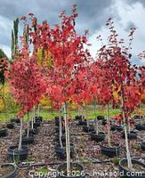 Nursery pots of red-leaf Autumn Blaze maples, illustrative of tree provided