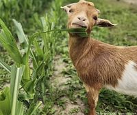 Goat eating corn stalk at farm