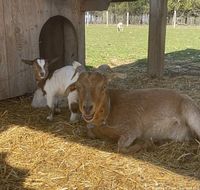 Goats in petting area of playland