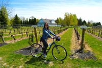 Cyclist beside vineyard rows promoting winery region