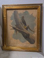 Full view of framed lithograph showing bird image and frame condition