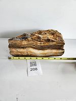 Full view of petrified wood specimen with tape for scale