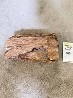 Top view of petrified wood specimen showing overall dimensions and colouration