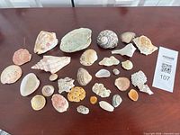 all 27 seashells spread on tabletop