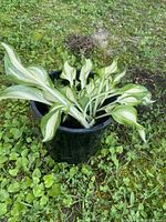 Hosta in black nursery pot with variegated leaves