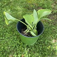 Hosta clump placed in green plastic nursery pot