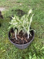Potted hosta with variegated leaves