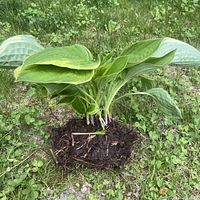 Hosta division with exposed soil/root ball on grass