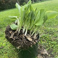 Entire hosta clump in green container showing leaves and exposed roots