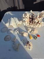 Overview of all specimens on tabletop