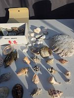 overview of shells on table with box