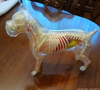 Right side view of clear Boxer model showing organs and skeleton