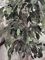 Upper foliage and leaves of artificial ficus tree