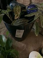 Prayer plant in black planter with glass watering globes