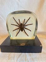 Front view showing spider specimen inside acrylic and base