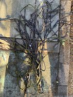 Bundle of branch light strings laid out showing overall length and branches