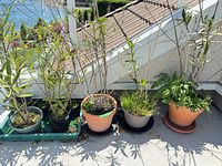 five potted plants on balcony roof edge with saucers and crate