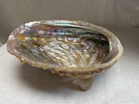 Oblique view of abalone shell showing polished iridescent interior and rough exterior edge