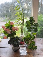 Front view showing all five plants with containers