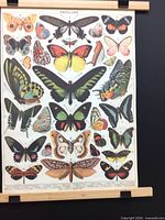 full view of butterfly canvas poster with wood hangers
