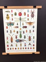 Full view of insect poster with wooden slats