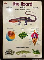 Full-colour front side of laminated poster showing labelled lizard biology diagrams