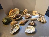 Group photo of all 13 shells